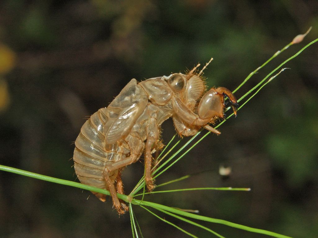 Un abitino dismesso (exuvia di cicala)